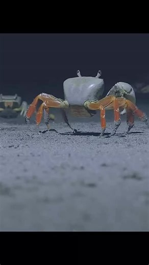 9.9K views · 1.3K reactions | Meet the beach’s tiny land guardian 呂 — the terrestrial crab! Living life between sand and surf on the Caribbean coast ☀️ #wildlife #animals #naturelovers #nature #crabs #documentary | Wondersofjungle | Facebook