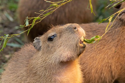 When Rodents Ride Reptiles: Why Are Capybaras Riding Crocodiles Like Surfboards?