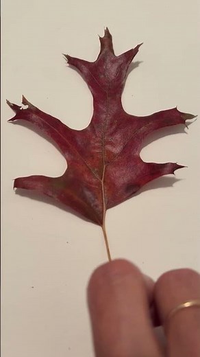 Quercus coccinea - scarlet oak - Eva Monheim 2025 11 06 #trees #landscaping #arborists #gardening