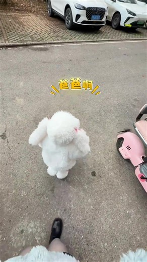 这娃的大嗓门是遗传了谁？🤣#人类幼崽 #日常遛娃 #小樱桃👧🏻 #爸爸带娃 #大嗓门宝宝