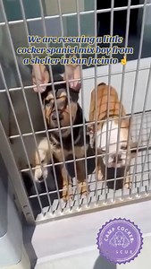 See how Henry’s rescue story began earlier this week! He has now joined Camp Cocker Rescue. 🎉🎉 ✨ Cutie-pahtootee alert! ✨ Check out adorable spaniel mix, Henry who was rescued from a shelter in San Jacinto, CA. This happy youngster is looking for his forever home. Serious adoption inquiries be sure to read the adoption process at: CampCocker.com/adoptionprocess Spread the word for Happy Henry and let’s find him the most amazing forever home! #SaveADogChangeTheWorld 🌎 #CampCockerHenry 🐶 | Cam