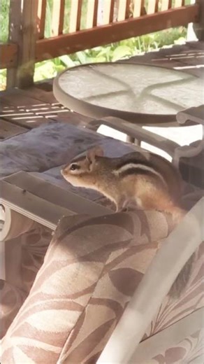 Important message. Pay attention, and take notes. #chipmunks #secretcode #cute