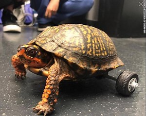 Box Turtle Without Legs Gets Custom Lego Wheelchair - KSLTV.com
