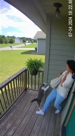 Did the Cat Attack Its Owner? What Happened? #cat #catvideos #funny