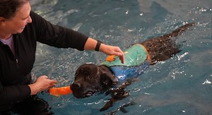 Western New York's only dog swim therapy center helps pets heal year-round