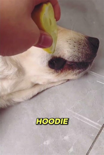 Sleeping Puppy Gets Lemon Surprise #Shorts