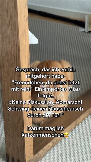 Weasley Finest Cat on Instagram: "🥹😂juckt die nicht #katze #katzenvideo #schweiz"