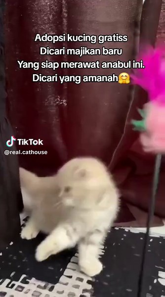#adopsikucing #catlovers #straycat #foryoupage #fyp