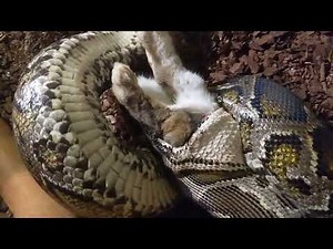 2023-08-24 Feeding my burm - live feeding rabbit - full - P3/3 devouring the prey in high detail!