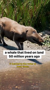 Pakicetus is one of the earliest whales that we know of. (📺: The Mystery of the Walking Whale | The Nature of Things) | CBC Gem