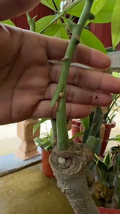 paano mag tanim ng money tree #propagating #moneytree #marcotting #moneyplant #luckyplant #propagation #welcomeplant #gardeninspiration #manifest | Jayson Gaylan