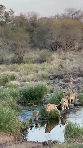 Moms making sure everyone is accounted for 😌 A family outing captured by Field Guide Damin Dallas at Singita Kruger National Park. #OurSingita | Singita