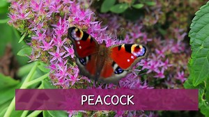 Top British butterflies - video Dailymotion