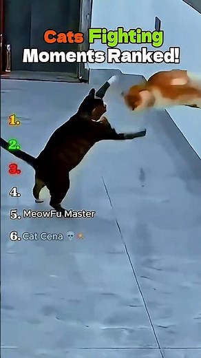 TOP 6 Funniest Cat Fights Ranked!