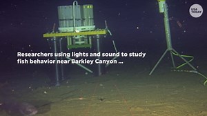 Watch: Seals use deep-sea sonar to forage for fish