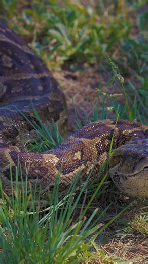 6.5K views · 74 reactions | You probably should think twice before...