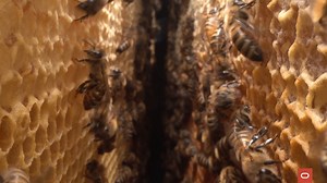 Happy #WorldBeeDay! See how we're working with The World Bee Project CIC and University of Reading to gain a better understanding of beehive cultivation and fruit production across the world: https://social.ora.cl/6184zOZwE | Oracle Cloud
