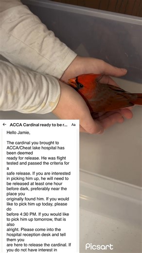 13K views · 319 reactions | Nate found a hurt cardinal last Wednesday. We dropped it off to Cheat Lake Animal Hospital and we got this heartwarming update today. ❤️ | From Scratch Uniontown | Facebook