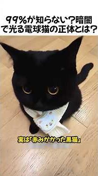 99%が知らない？暗闇で光る電球猫の正体とは？#かわいい猫#黒猫#動物雑学#猫のいる暮らし#癒し猫#珍しい動物#猫の鳴き声