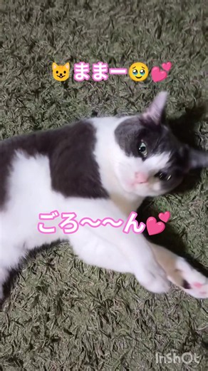 「甘え方が100点すぎる猫🥹💕」#保護猫 #ハチワレ #みーちゃん #グレー白 #猫のいる暮らし #かわいい猫 #cat #猫 #ねこ #ネコ #猫好きさんと繋がりたい
