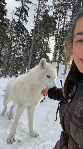 00120.Wolves are coming back to Colorado! This historic reintroduction is set to have paws on the ground by the end of this year. 🐺🐾 #welcomehome #WhyWolvesMatter #viral #viralvideo #funny #viralpost #fyp | Bright Cloud