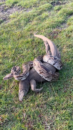 7.3K views · 34 reactions | Python snake vs monitor lizard अजगर और विषखोपड़ा छिपकली के बीच हुई आश्चर्य जनक लड़ाई #fbreels | Naag devta | Facebook