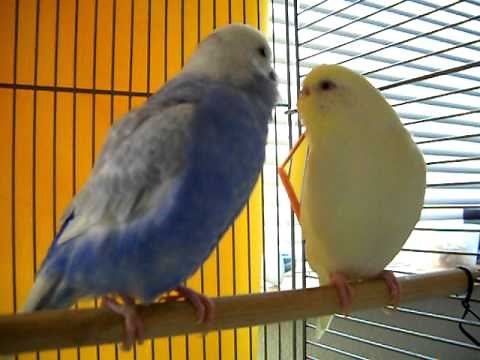 Parakeet Mating Dance