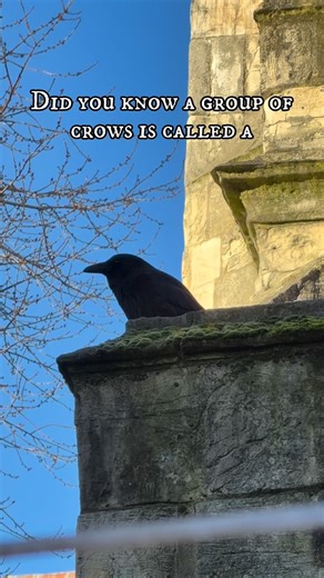Did you know a group of crows is called a murder. In medieval York, crows would have been regulars, drawn to the execution sites and Micklegate Bar where heads would be on spikes. History was messy, and the crows approved. I feel sorry for the poor guys today, all they want is a rotting corpse. #York #History #MurderOfCrows | The Bloody Tour of York