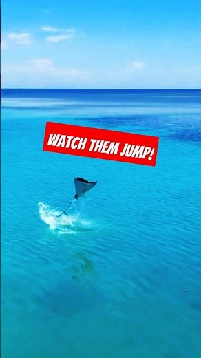 Why Do Manta Rays Jump Out of the Water? 🐟✨
