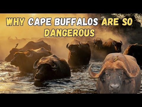 Why Are Cape Buffalos So Dangerous?