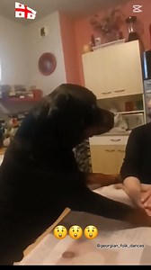 😲🥹😲🥹 🟨 G 🟨 E 🟨 O 🟨 R 🟨 G 🟨 I 🟨 A 🟨 💛 Dog in Georgia 💛 Georgian song 💛 🇬🇪🇬🇪🇬🇪🇬🇪🇬🇪🇬🇪🇬🇪🇬🇪🇬🇪🇬🇪🇬🇪🇬🇪🇬🇪🇬🇪🇬🇪🇬🇪🇬🇪🇬🇪🇬🇪 #georgia #georgians #georgianpeople #dog #dogs #animals #song #songs #singer #singers #saqartvelo #folksongs #грузия #грузинка #грузины #грузинскаяпесня #собаки #собака #жывотные #песни #песня #грузинскиепесни #сакартвело #картвели #кавказ #юмор #ძაღლი #ცხოველები #სიმღერები #სიმღერა | Georgian folk dances