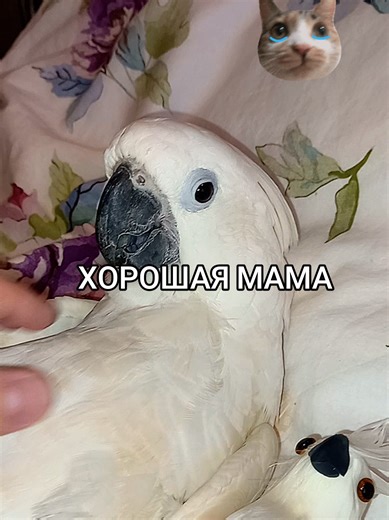 The Charming Umbrella Cockatoo's Fun Moments