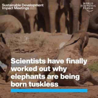 Poaching is changing the bodies of African elephants 🐘 Learn more about #SDG15 at #SDIM23 18-22 Sept: https://ow.ly/Zte850PM6vk | World Economic Forum