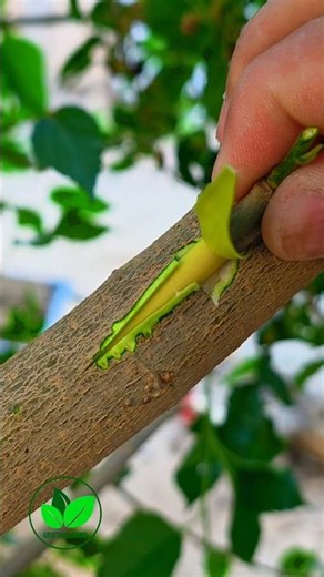 Easy grafting techniques for mulberry plant | Tree grafting in spring ✓ #grafting #nature #shorts
