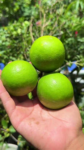 How we use this method on fruit tree trunks