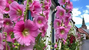 Hollyhocks (Alcea rosea) at houses in a small street in the idyllic downtown of Ystad, Scania, Sweden, Scandinavia, Europe