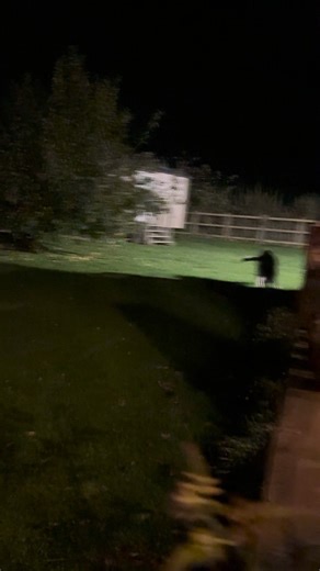 Hobson blah blah, big trouble blah blah. See me run inside straight up the stairs onto the big bed 🤣🤣🤣 | The Daily Hobson