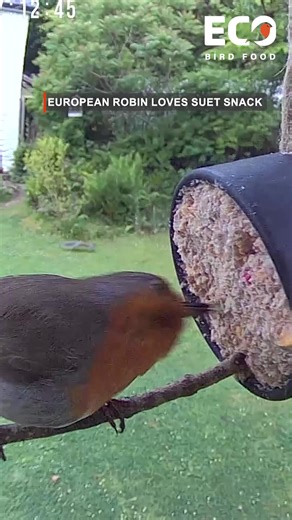 Our suet is the best snack! Robins love Suet products, and it makes an nutritious snack for all bird species. As we approach winter, you will begin to see - and certainly hear - more of this beautiful bird, as they become more dominant. #EcoBirdFood #robin #birds #suet #suettube #birders