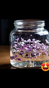 Tradescantia nanouk plant #shorts #short #pots #decor #gardening #decoration #tradescantia | Home gardening decorations