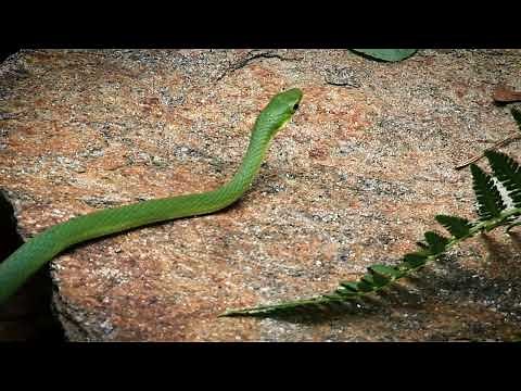 NC Wildlife: Rough Green Snake