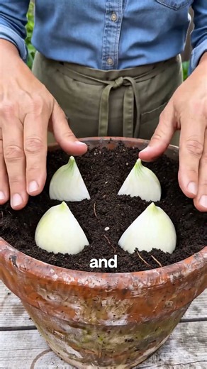 How to Grow Onions at Home 🌱