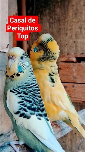 These two Australian Parakeets are truly beautiful, look at the color of that yellow, beautiful, ...
