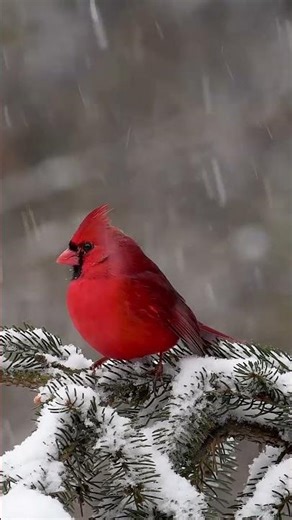 "BLOODY" Cardinal Which BIRD is this ? #birds #wildlife #shorts
