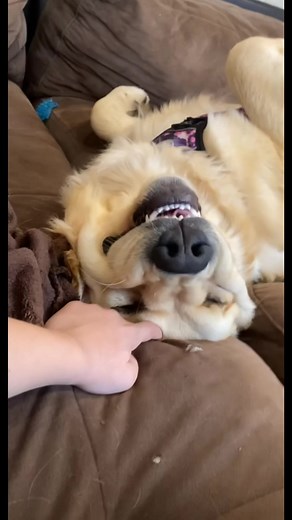 Puppies Nursing with Their Mother in Cozy Setting