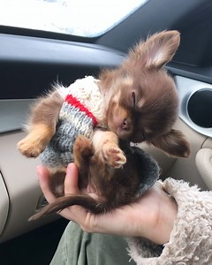 9.3K views · 283 reactions | Adorable puppy keeps falling asleep in owner's palm! | Viral Stories | Facebook