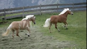fantastic, fascinating view of haflinger horses running in thier lovely grassy play ground some where in the mountain ranges of Dolomites region on Sudtirol