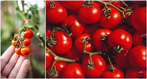 12 règles d’or pour bien planter ses tomates