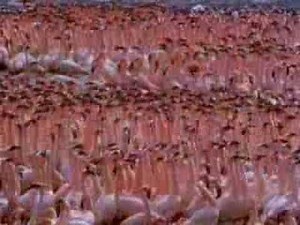 Flamingo Colony
