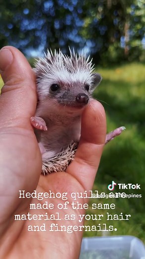 hedgiesinthepines on TikTok