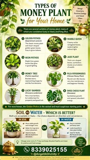 🌿8 Money Plants You Should Know Before Buying! 🪴 Soil vs Water? #youtubeshorts #moneyplant #trending
